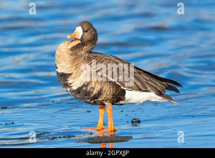 Un corposo primo piano di un'oca bianca più grande fronted, honking, mentre levandosi in piedi sulla costa ghiacciata di un lago d'acqua blu in una giornata d'inverno soleggiata. Foto Stock