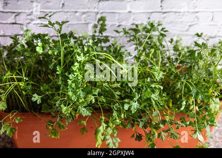 prezzemolo cresciuto a casa in una pentola su un muro di mattoni bianchi sfondo Foto Stock