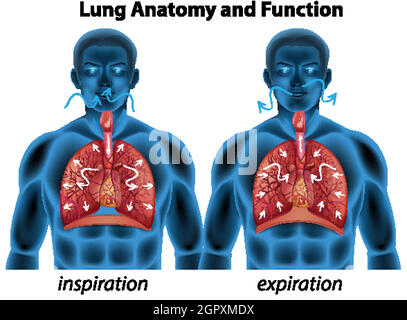 Anatomia polmonare e funzioni per l'istruzione Illustrazione Vettoriale