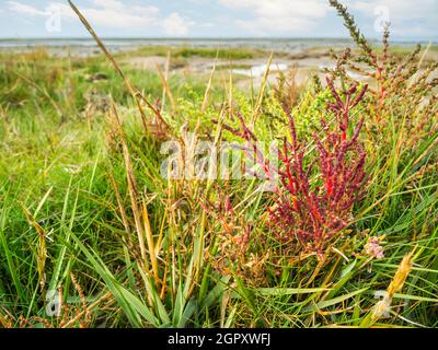 Primo piano del samphire europeo (lat: Salicornia europaea) sulla costa del Mare del Nord nelle paludi saline dell'autunno 2020. Foto Stock