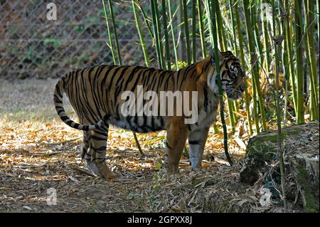 Tigre di Sumatra Foto Stock