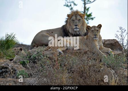 Cucciolo di Leone e genitori Foto Stock