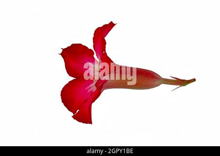 Frangipani giapponesi rossi o fiori di adenium, visti da un lato con un percorso di taglio Foto Stock