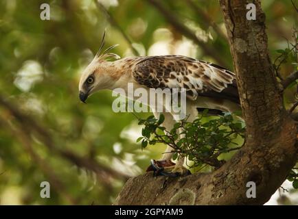 Falco-aquila mutevole (Nisaetus cirrhatus ceylanensis) sub-adulto arroccato in albero pucking Kingfisher bianco-breasted (Halcyon smyrnensis) (Sri endemico Foto Stock