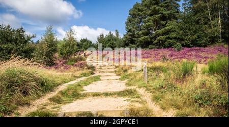 Sentiero escursionistico attraverso il bellissimo paesaggio di erica nella riserva naturale Mechelse Heide, Maasmechelen, Belgio. Foto Stock