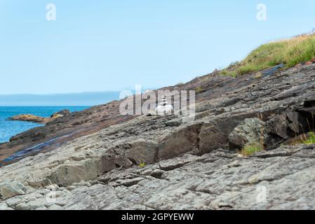 Inukshuk, una pila di rocce di granito sotto forma di una persona. La formazione è un simbolo di direzione. La figura tradizionale inuit è alta su una collina. Foto Stock