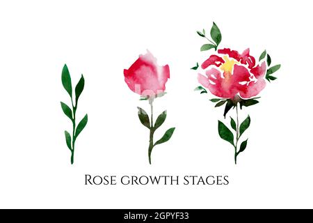 Set di illustrazioni vettoriali di rose fiori colorati con un'iscrizione. Fasi di crescita di rose. Illustrazione Vettoriale