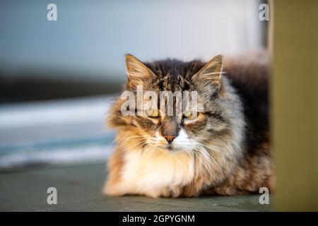 Un grande gatto domestico di colore arancione, nero e marrone chiaro. Le pupille testicoli sono lunghe fenditure nere con arancio intorno. Il felino ha un grande cerotto bianco Foto Stock