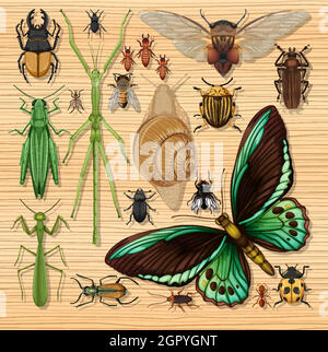 Set of different insects on wooden wallpaper background Illustrazione Vettoriale