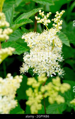 MeadowSweet (filipendula ulmaria), primo piano dei fiori bianchi cremosi e germogli che appaiono sulla parte superiore del gambo alto della pianta. Foto Stock