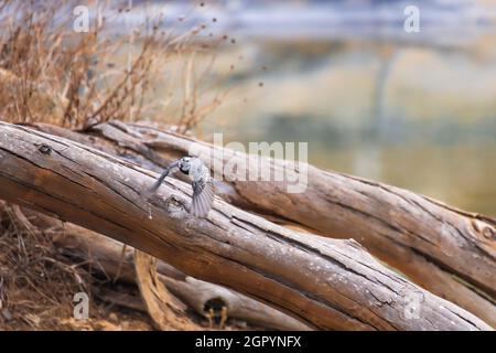 piccolo uccello che vola. Wagtail bianco che si stanca da un ramo. Foto Stock