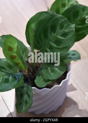 Primo piano di Maranta leuconeura Kerchoveana variegata (pianta di preghiera) in una pentola bianca, isolata su sfondo di legno marrone. Foto Stock