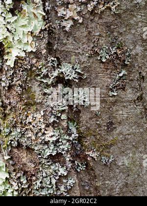 Sorbus aria, albero whitebeam, Foto Stock