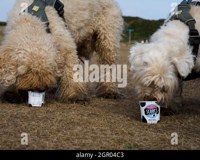 Due cani che mangiano gelato al doggie, Regno Unito Foto Stock