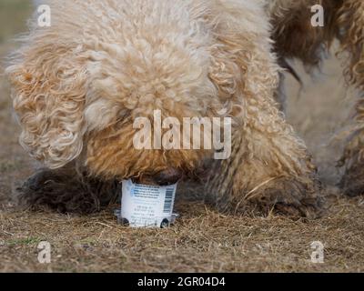 Il cane mangia il gelato al doggie fuori dalla vasca, Regno Unito Foto Stock