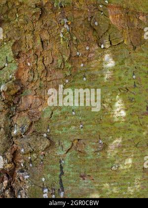 Picea orientalis, abete orientale, primo piano di corteccia. Foto Stock