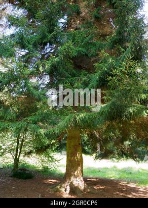 Picea orientalis, albero di abete orientale. Foto Stock