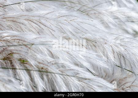 Bel fiore bianco di erba di kash o kans con cielo blu nuvoloso Foto Stock