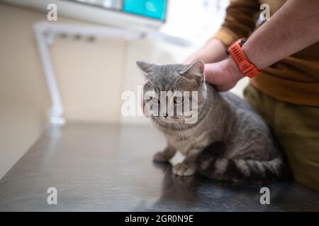 Un gatto malato di colore grigio della razza Brin nelle mani del proprietario in esame in una clinica veterinaria sul tavolo. L'animale domestico è stato portato alla AN Foto Stock