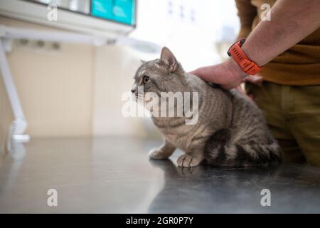 Un gatto malato di colore grigio della razza Brin nelle mani del proprietario in esame in una clinica veterinaria sul tavolo. L'animale domestico è stato portato alla AN Foto Stock