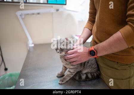 Un gatto malato di colore grigio della razza Brin nelle mani del proprietario in esame in una clinica veterinaria sul tavolo. L'animale domestico è stato portato alla AN Foto Stock
