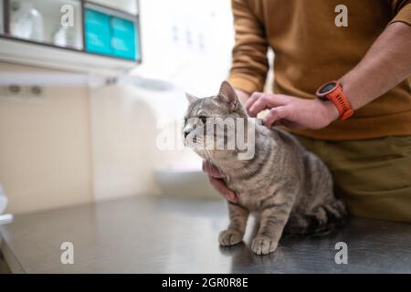 Un gatto malato di colore grigio della razza Brin nelle mani del proprietario in esame in una clinica veterinaria sul tavolo. L'animale domestico è stato portato alla AN Foto Stock