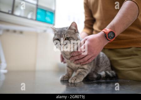 Un gatto malato di colore grigio della razza Brin nelle mani del proprietario in esame in una clinica veterinaria sul tavolo. L'animale domestico è stato portato alla AN Foto Stock