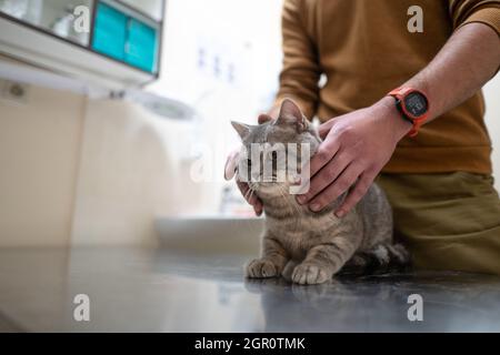 Un gatto malato di colore grigio della razza Brin nelle mani del proprietario in esame in una clinica veterinaria sul tavolo. L'animale domestico è stato portato alla AN Foto Stock