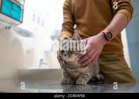 Un gatto malato di colore grigio della razza Brin nelle mani del proprietario in esame in una clinica veterinaria sul tavolo. L'animale domestico è stato portato alla AN Foto Stock