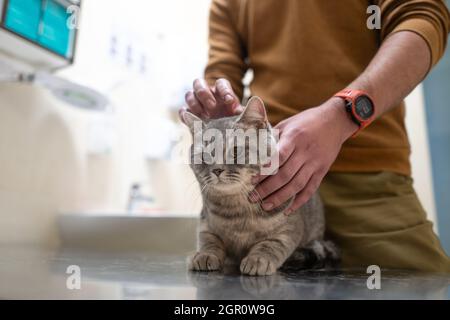 Il proprietario di un gatto in una maschera sul suo viso ictus e lo lenisce prima di essere esaminato sul tavolo di un medico animale in una clinica veterinaria. Un uomo abbraccia Foto Stock