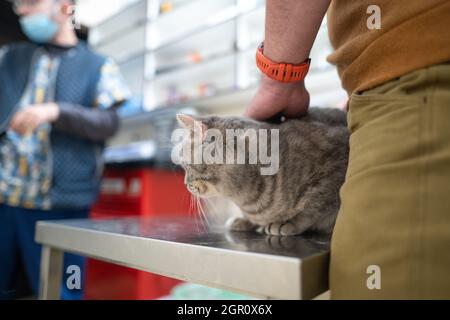 Un gatto malato di colore grigio della razza Brin nelle mani del proprietario in esame in una clinica veterinaria sul tavolo. L'animale domestico è stato portato alla AN Foto Stock