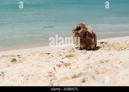 Cocco su spiaggia tropicale sabbiosa sulla costa caraibica vicino al mare Foto Stock
