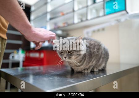 Un gatto malato di colore grigio della razza Brin nelle mani del proprietario in esame in una clinica veterinaria sul tavolo. L'animale domestico è stato portato alla AN Foto Stock
