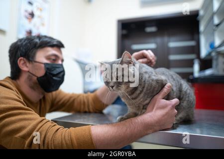 Un gatto malato di colore grigio della razza Brin nelle mani del proprietario in esame in una clinica veterinaria sul tavolo. L'animale domestico è stato portato alla AN Foto Stock