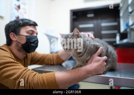 Un gatto malato di colore grigio della razza Brin nelle mani del proprietario in esame in una clinica veterinaria sul tavolo. L'animale domestico è stato portato alla AN Foto Stock