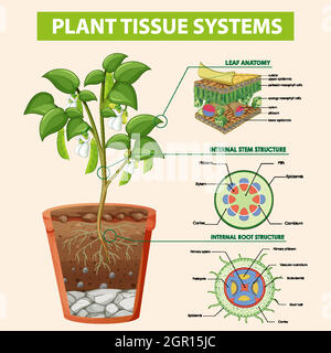 Diagramma che mostra i sistemi dei tessuti delle piante Illustrazione Vettoriale