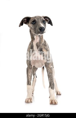 Whippet inglese di fronte a sfondo bianco Foto Stock