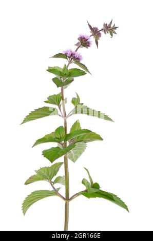 Fiori di menta peperita isolato su sfondo bianco. Branca di menta. Medicina di erbe. Foto Stock