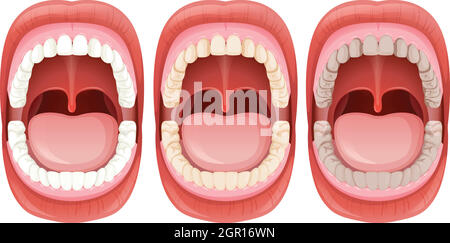 Una serie di anatomia della bocca umana Illustrazione Vettoriale