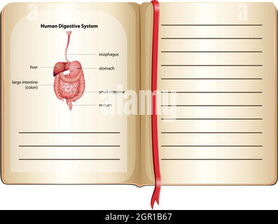 Apparato digerente umano a pagina Illustrazione Vettoriale