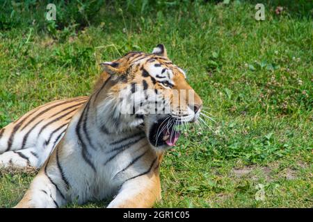 La tigre bengala si pone in campo a bocca aperta Foto Stock
