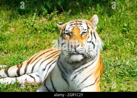 La tigre bengala si pone in campo a bocca aperta Foto Stock