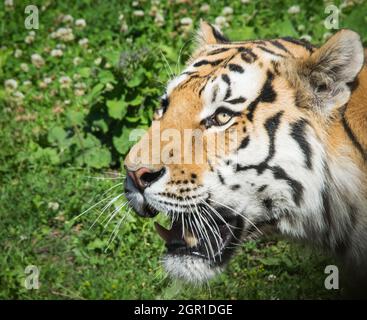 La tigre bengala si pone in campo a bocca aperta Foto Stock