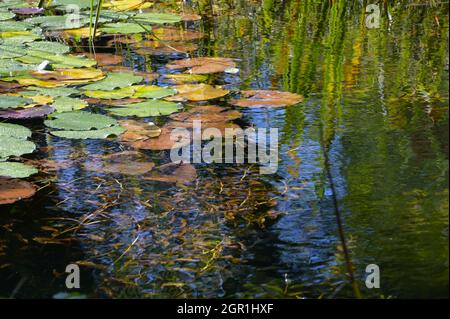 Autunno nel laghetto giardino con foglie di giglio d'acqua e piante subacquee, spazio copia, fuoco selezionato, stretta profondità di campo Foto Stock