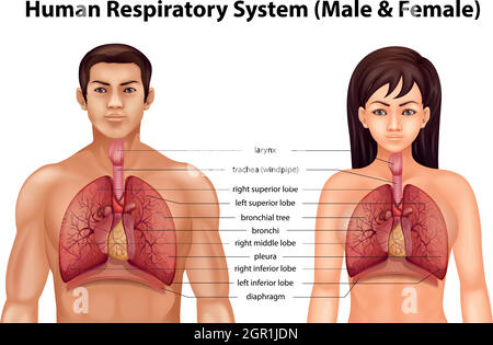 Apparato respiratorio umano Illustrazione Vettoriale