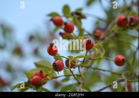 fianchi di rose su un cespuglio di rose (canina di rose) in un giardino naturale contro un cielo blu, spazio copia, fuoco selezionato, stretta profondità di campo Foto Stock