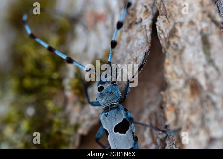 Macro vista di un Coleottero alpino (Rosalia alpina). Foto Stock