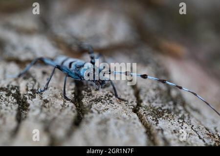 Un maschio Alpine Longhorn Beetle (Rosalia alpina) in vista frontale. Foto Stock