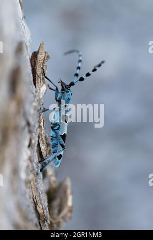 Una vista laterale di un fagiolo alpino di Longhorn (Rosalia alpina) sul tronco di un acero. Foto Stock