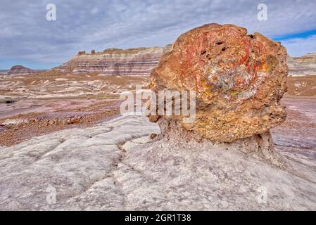 Un grande pezzo di legno pietrificato nel Parco Nazionale della Foresta pietrificata lungo il Blue Mesa Trail che è stato scoperto da decenni di erosione. Nel Foto Stock